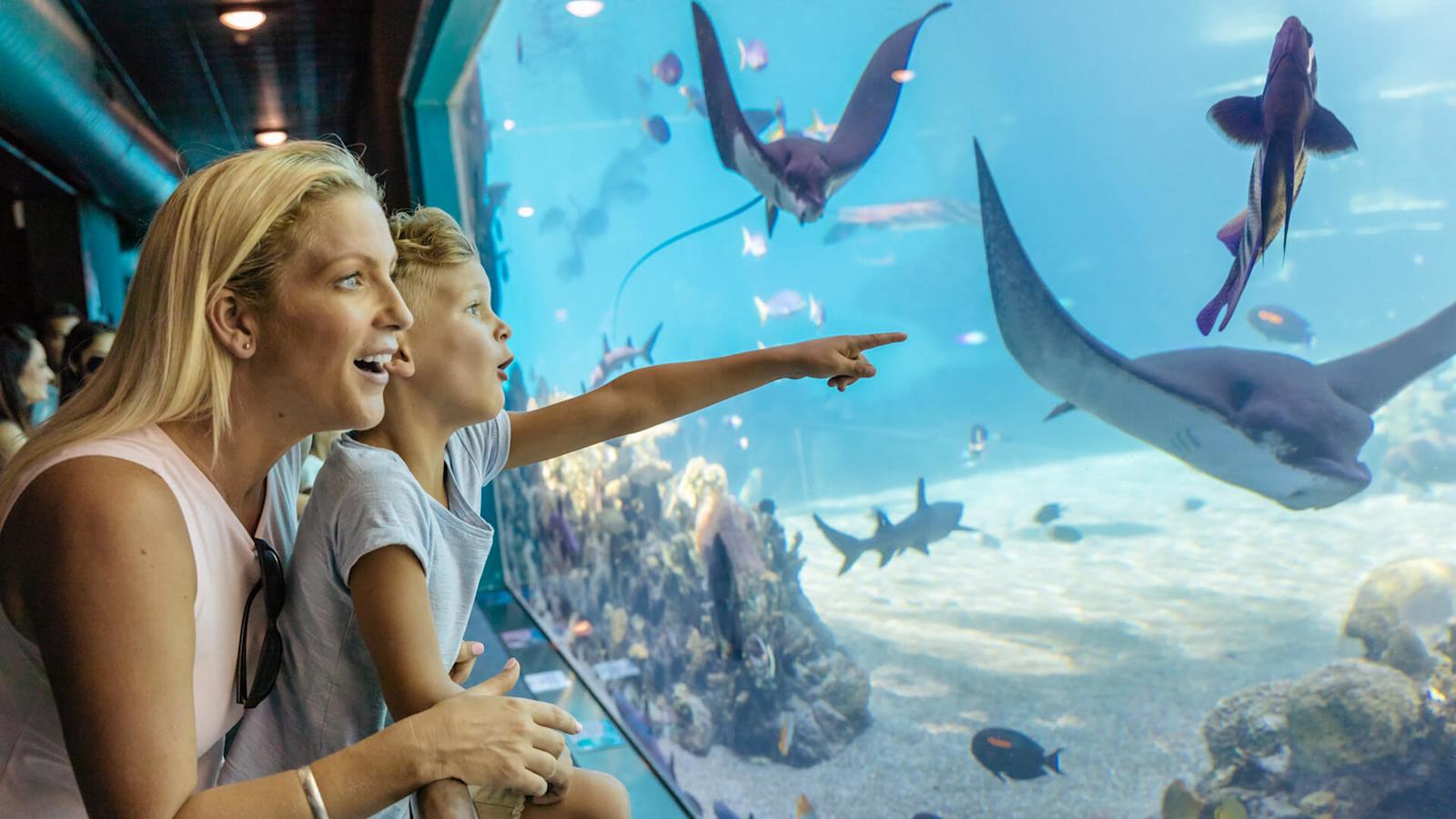 Watching stingrays at Shark Bay, Sea World